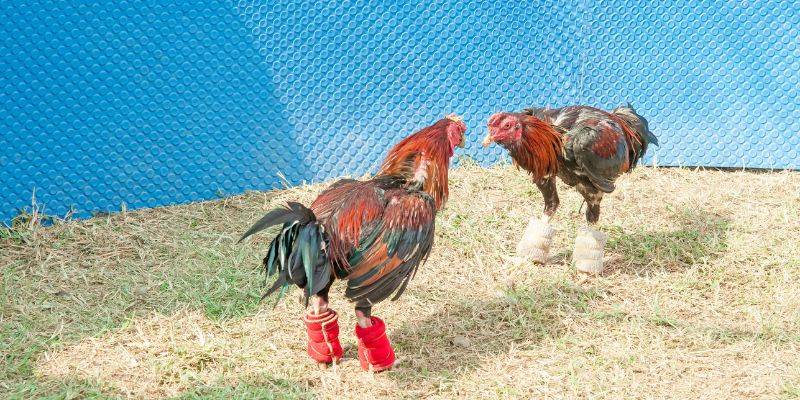 Đá gà cựa dao Mỹ sở hữu sức mạnh đáng kinh ngạc