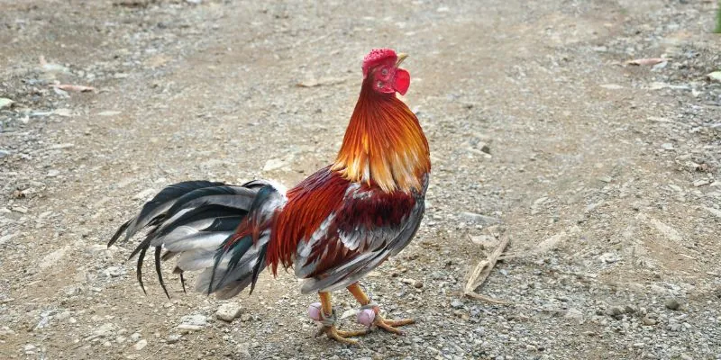 Giải mã ý nghĩa dầm cán