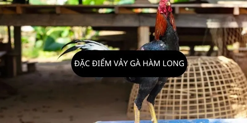 Dấu hiệu nhận biết vảy gà hàm long