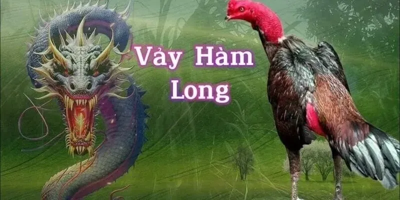 Giới thiệu đôi nét về vảy gà hàm long
